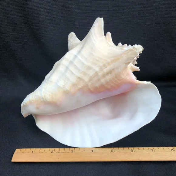 Queen Conch Seashell Strombus Gigas Decoration Large 8” x 6 1/2”” - Picture 3 of 10